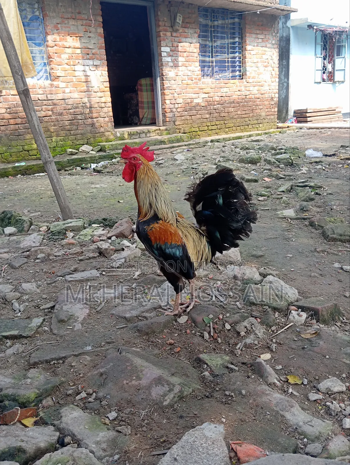Pahari Fighter