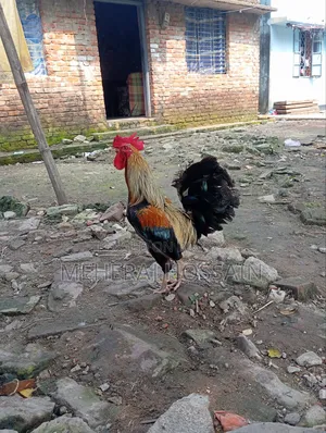 Pahari Fighter