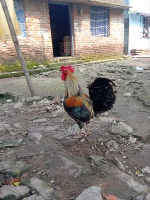 Pahari Fighter