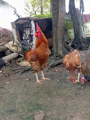 Pahari Fighter