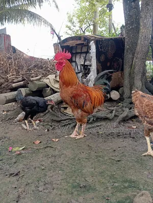 Pahari Fighter
