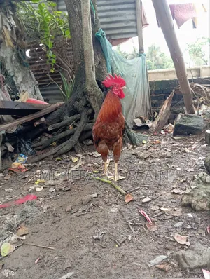 Pahari Fighter