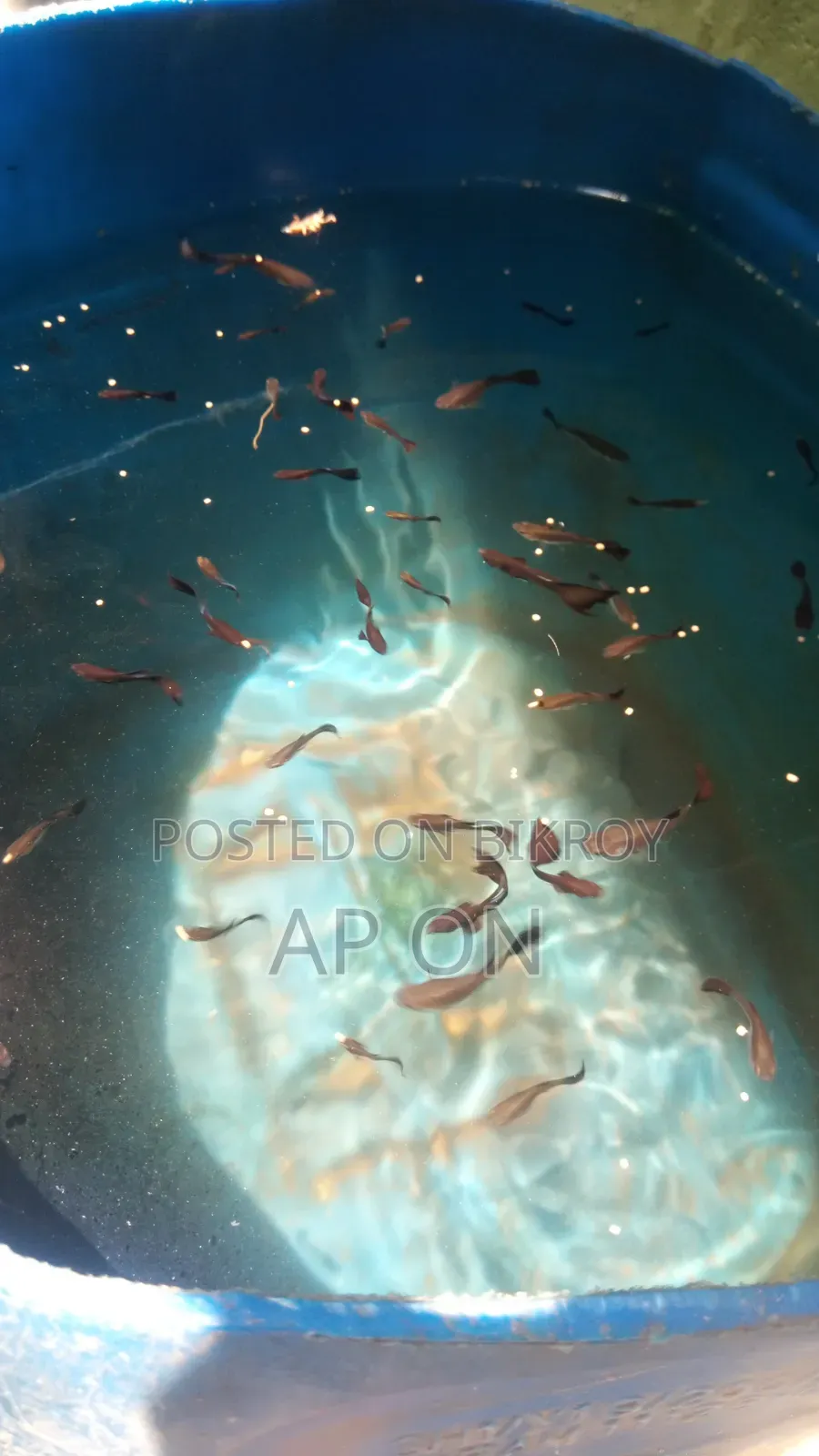 Black Moscow Guppy Fish