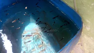 Black Moscow Guppy Fish