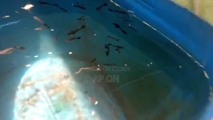 Black Moscow Guppy Fish