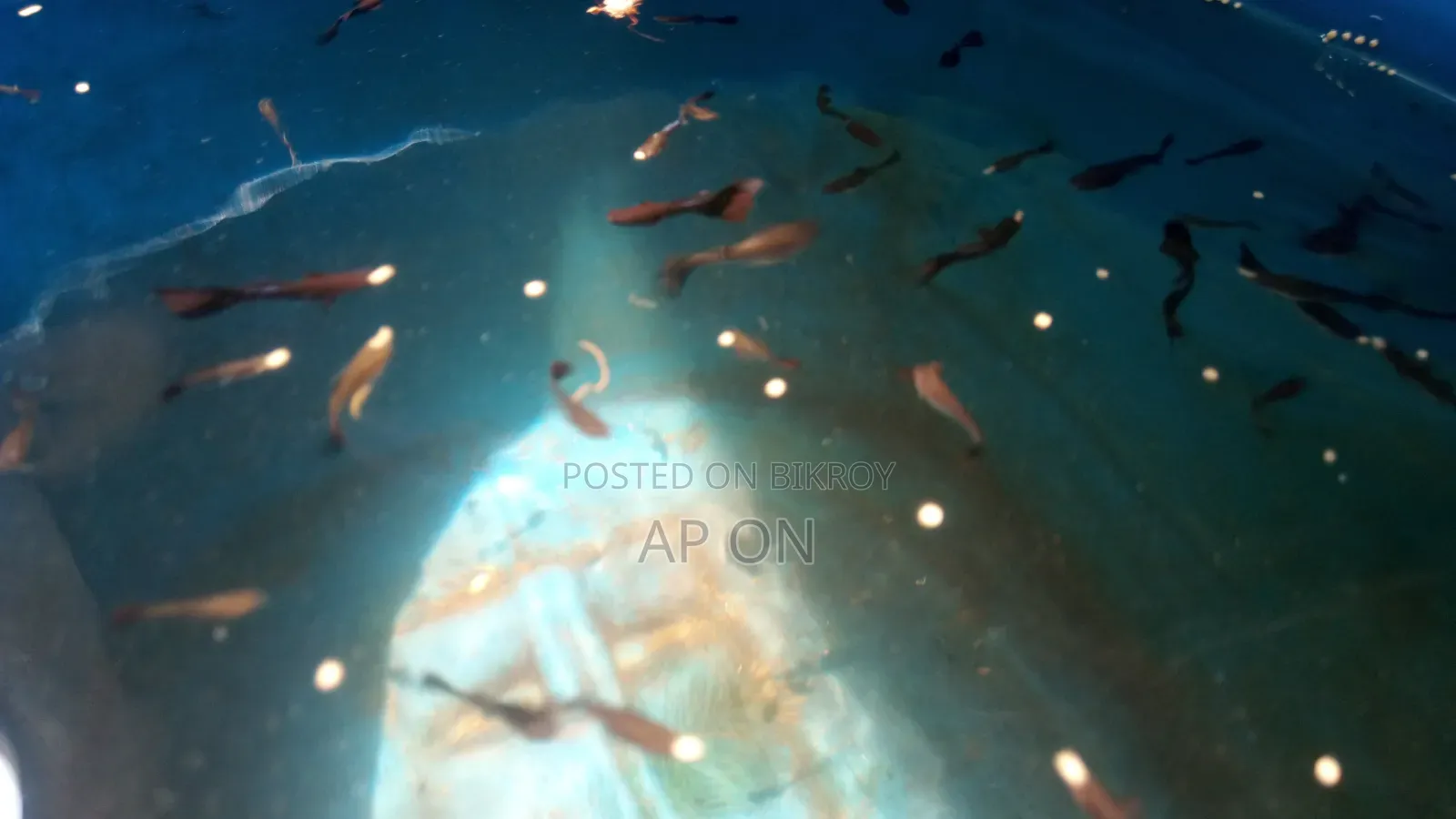 Black Moscow Guppy Fish