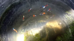 RTP Guppy Fish