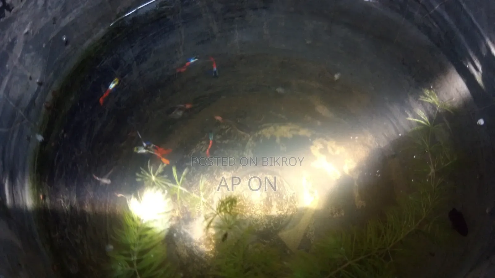 RTP Guppy Fish