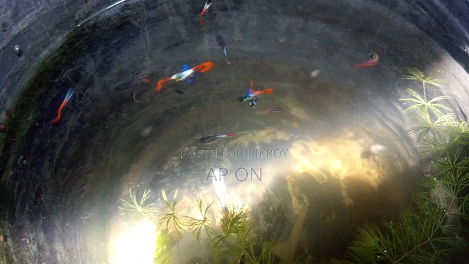 RTP Guppy Fish