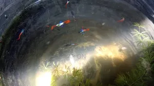 RTP Guppy Fish