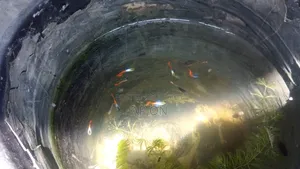 RTP Guppy Fish