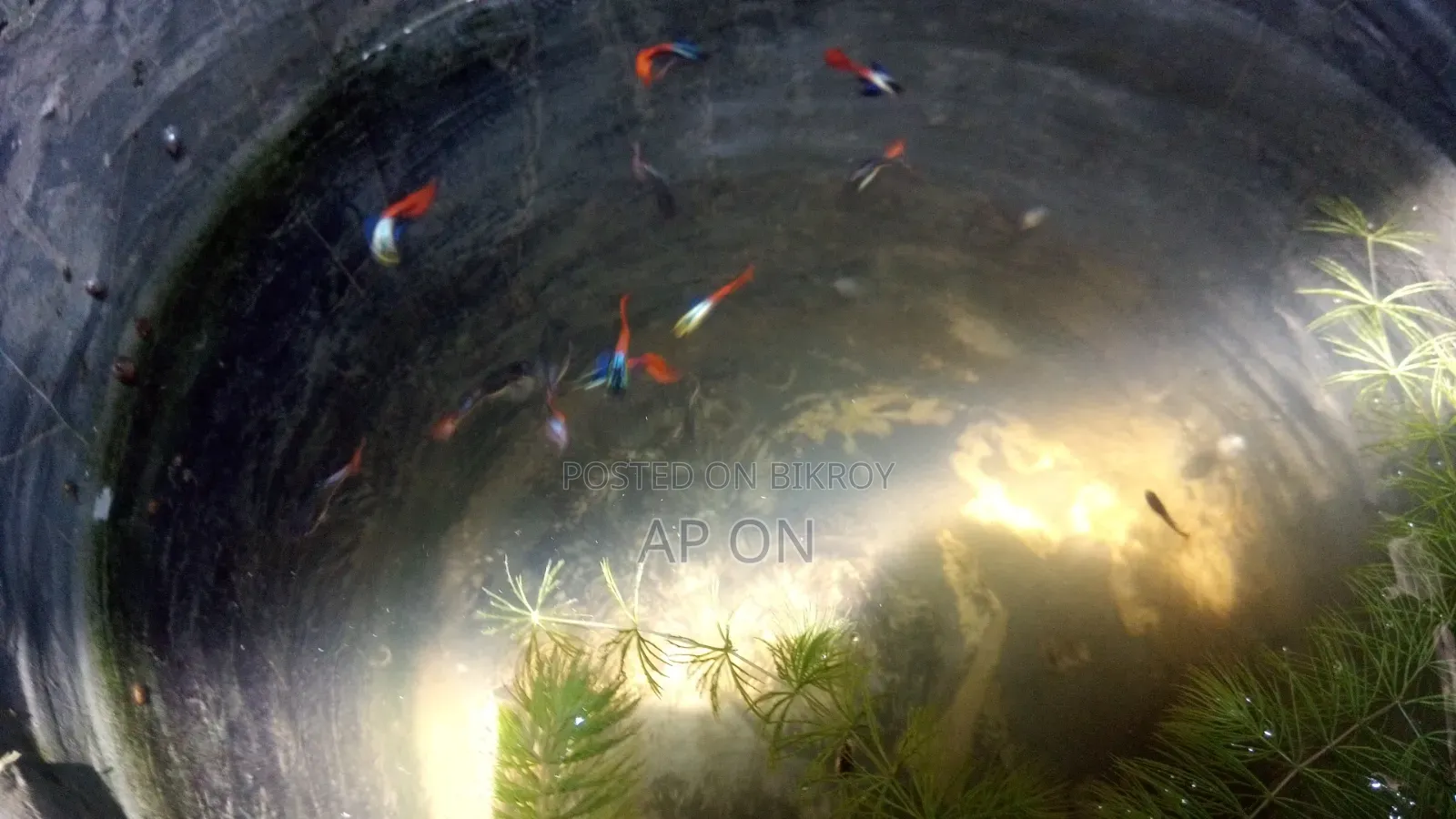 RTP Guppy Fish
