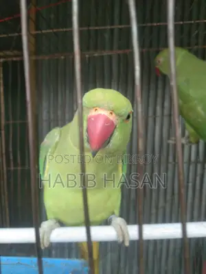 ইন্ডিয়ান রিং নেট টিয়া পাখি