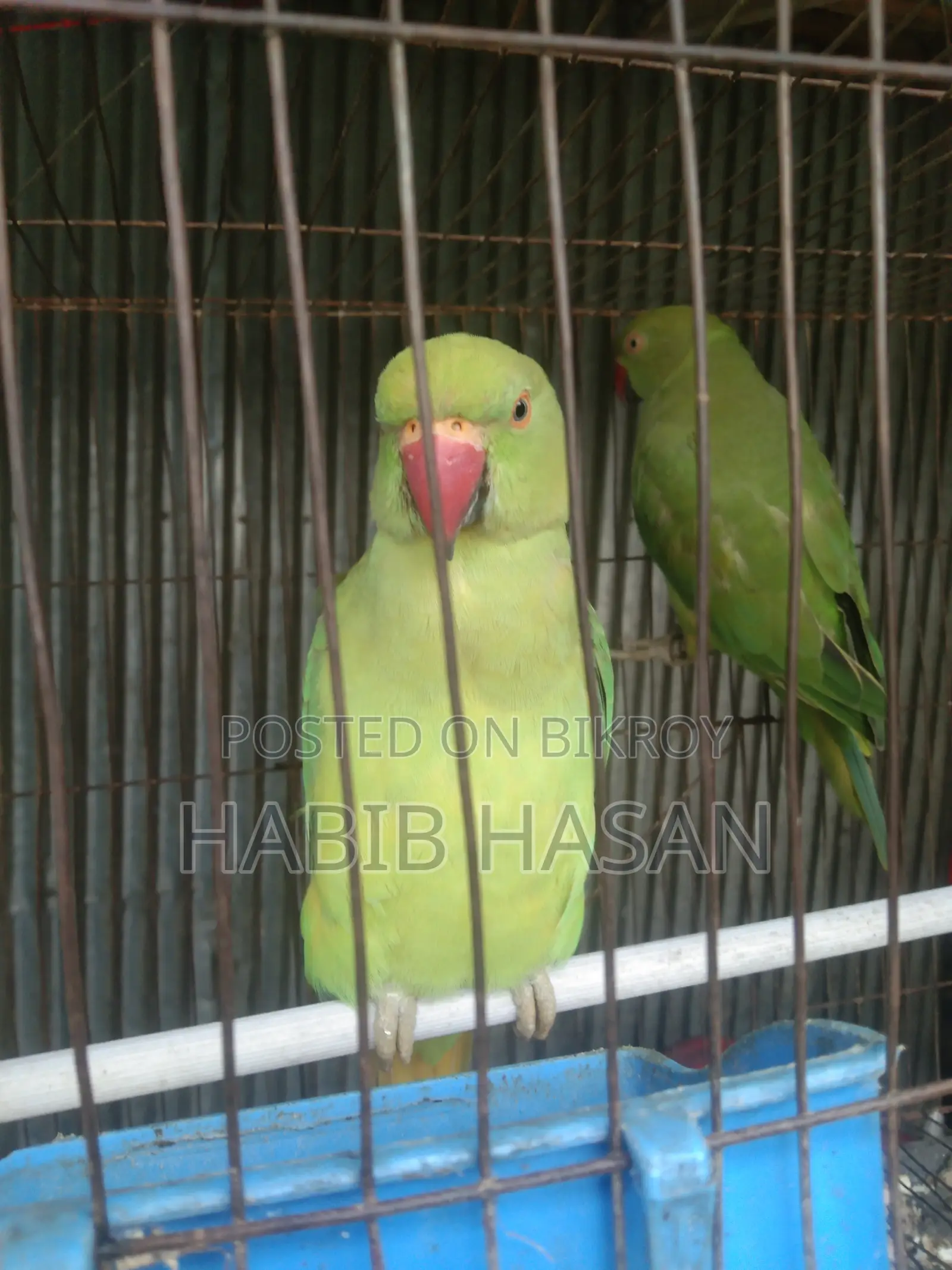ইন্ডিয়ান রিং নেট টিয়া পাখি