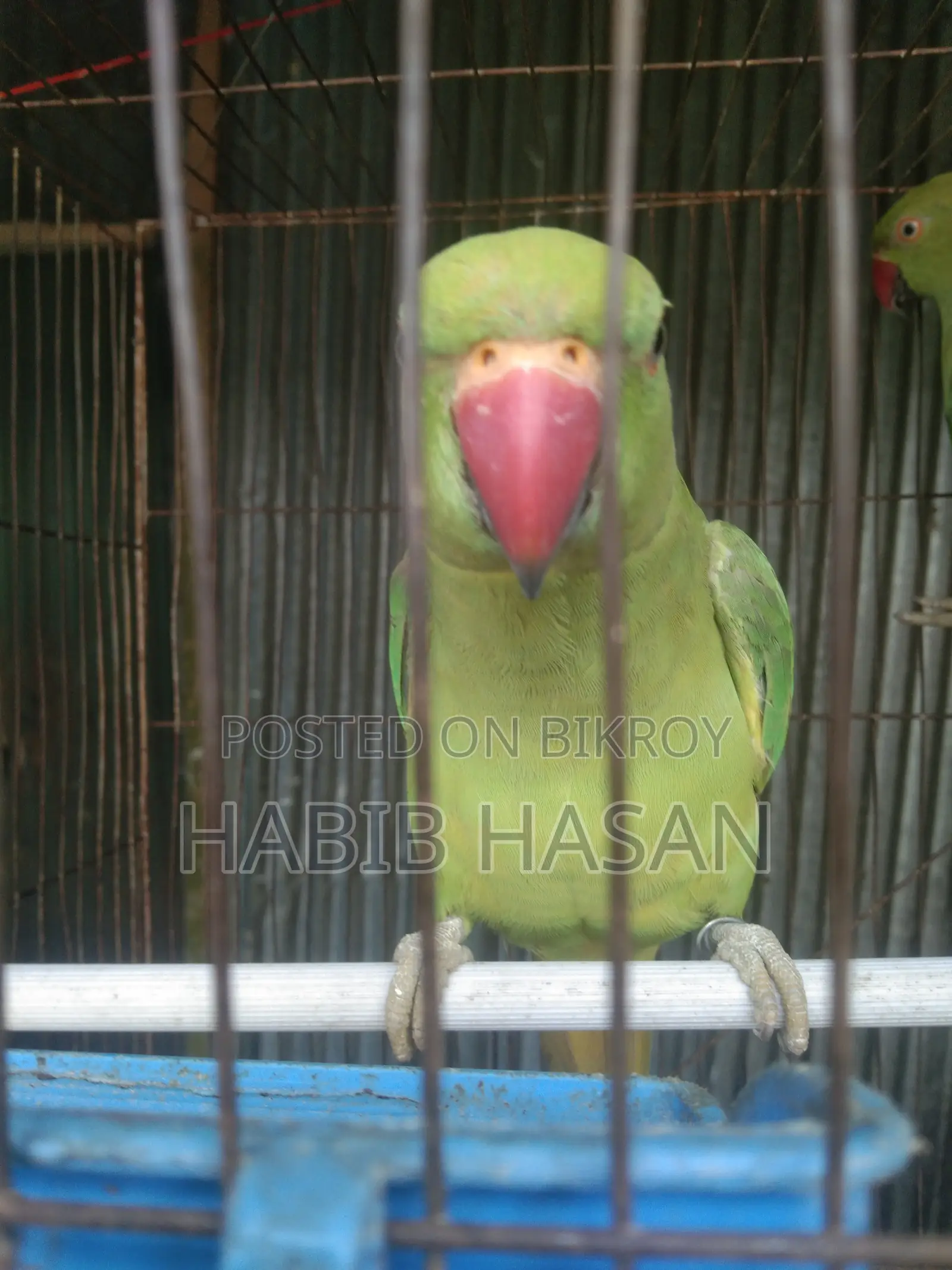 ইন্ডিয়ান রিং নেট টিয়া পাখি