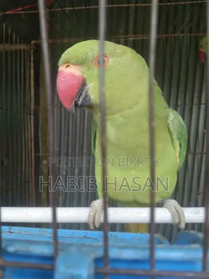 ইন্ডিয়ান রিং নেট টিয়া পাখি