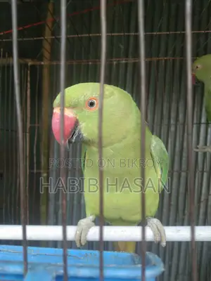 ইন্ডিয়ান রিং নেট টিয়া পাখি