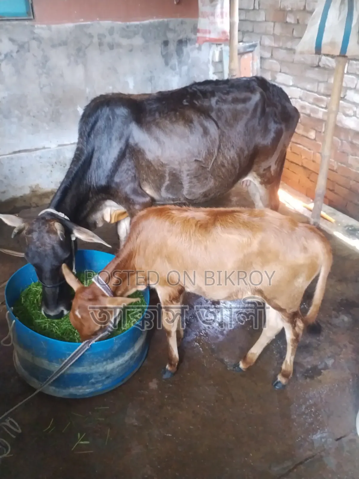 Local Cow and Calf