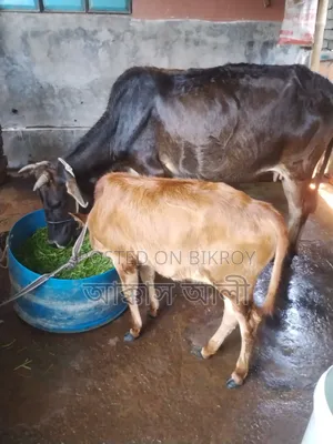 Local Cow and Calf