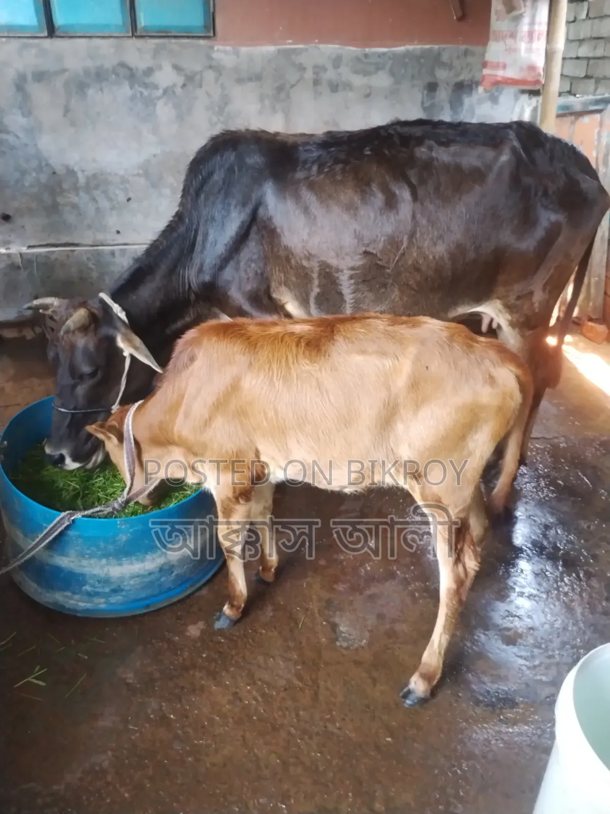 Local Cow and Calf