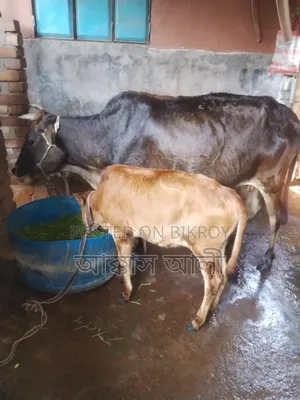 Local Cow and Calf
