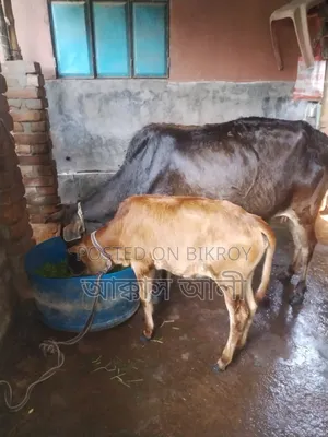 Local Cow and Calf