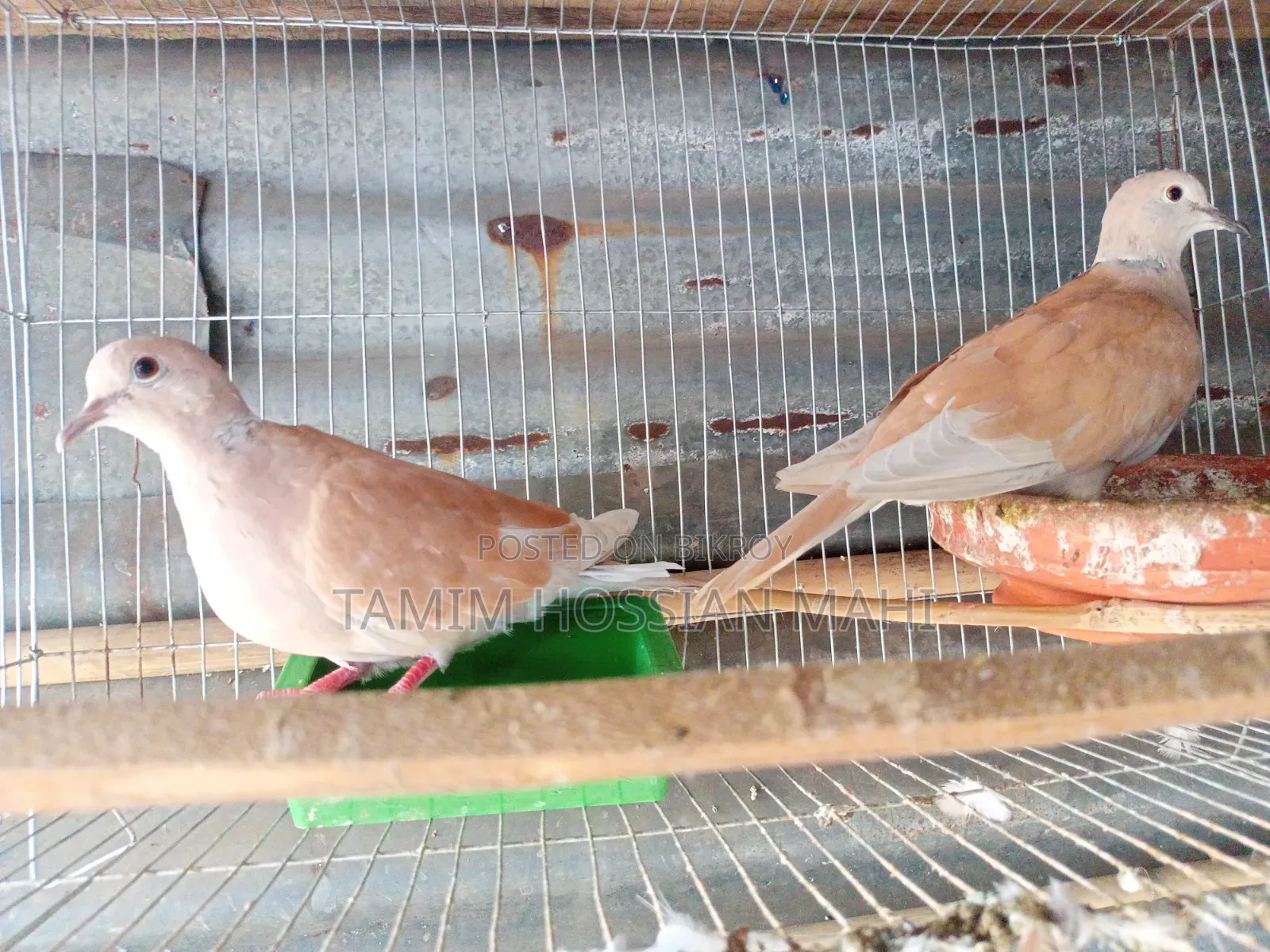 A pair of dove birds with chicks for sale