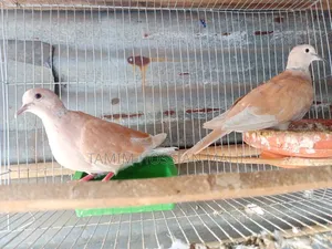 A pair of dove birds with chicks for sale