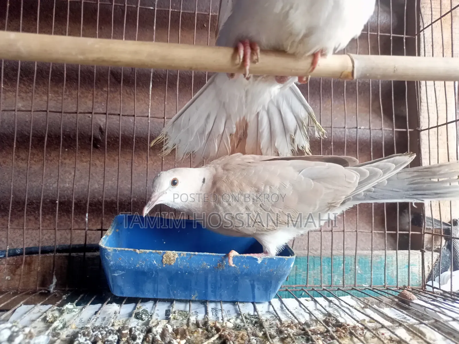 A pair of dove birds with chicks for sale