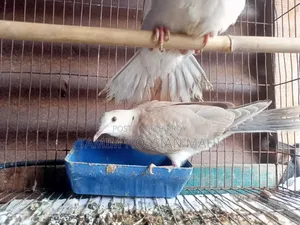 A pair of dove birds with chicks for sale