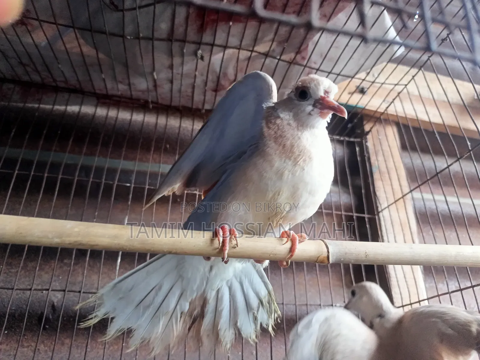 A pair of dove birds with chicks for sale