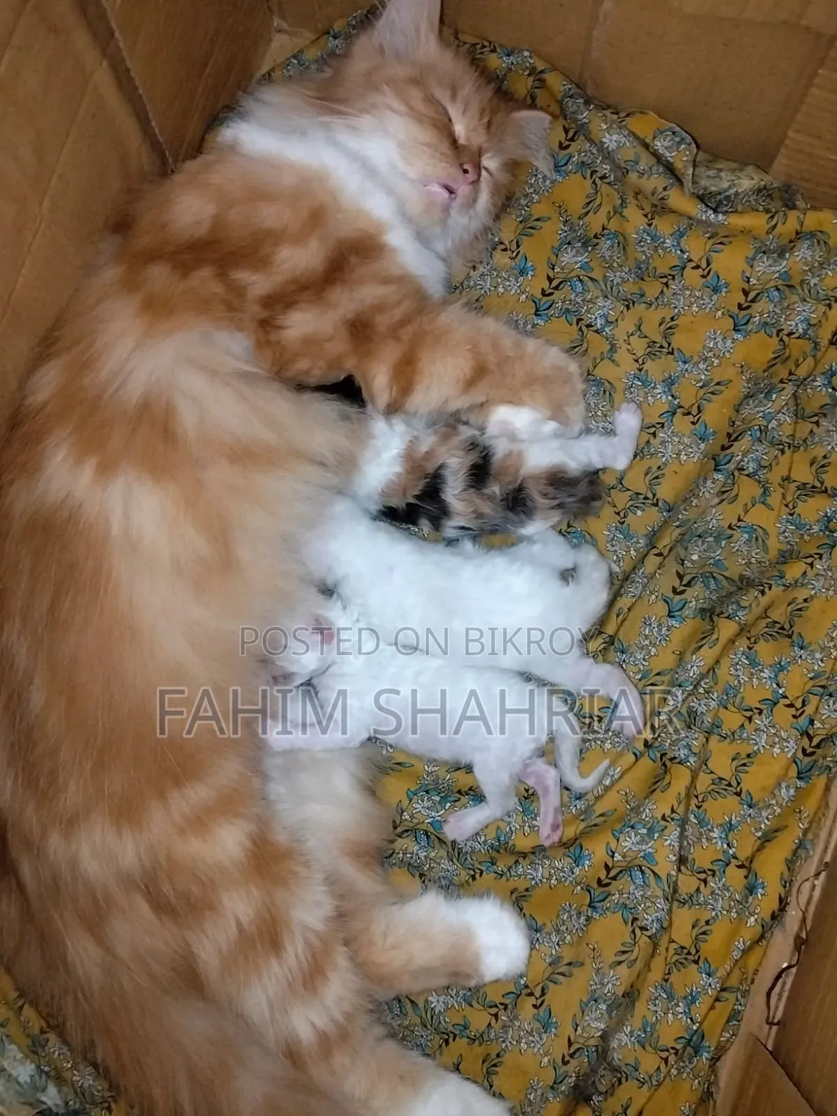 1+ Year Female Purebred Persian