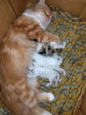 1+ Year Female Purebred Persian