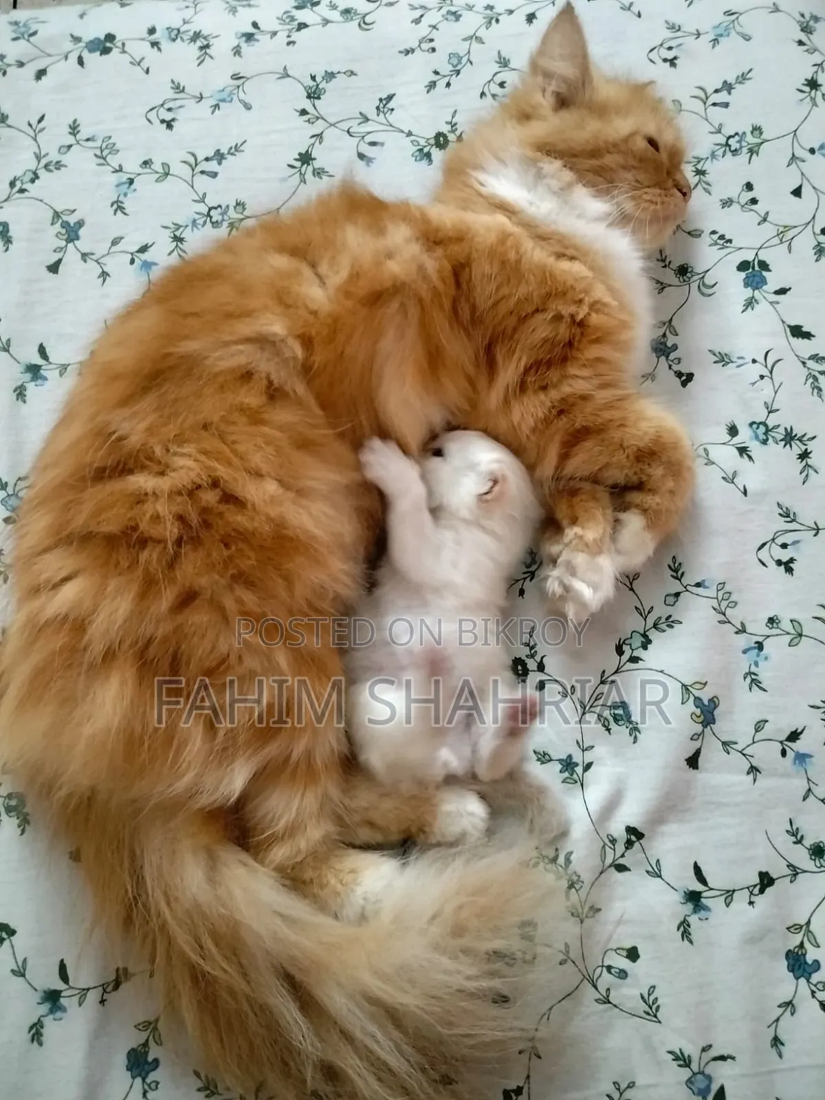 1+ Year Female Purebred Persian