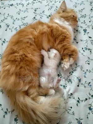1+ Year Female Purebred Persian