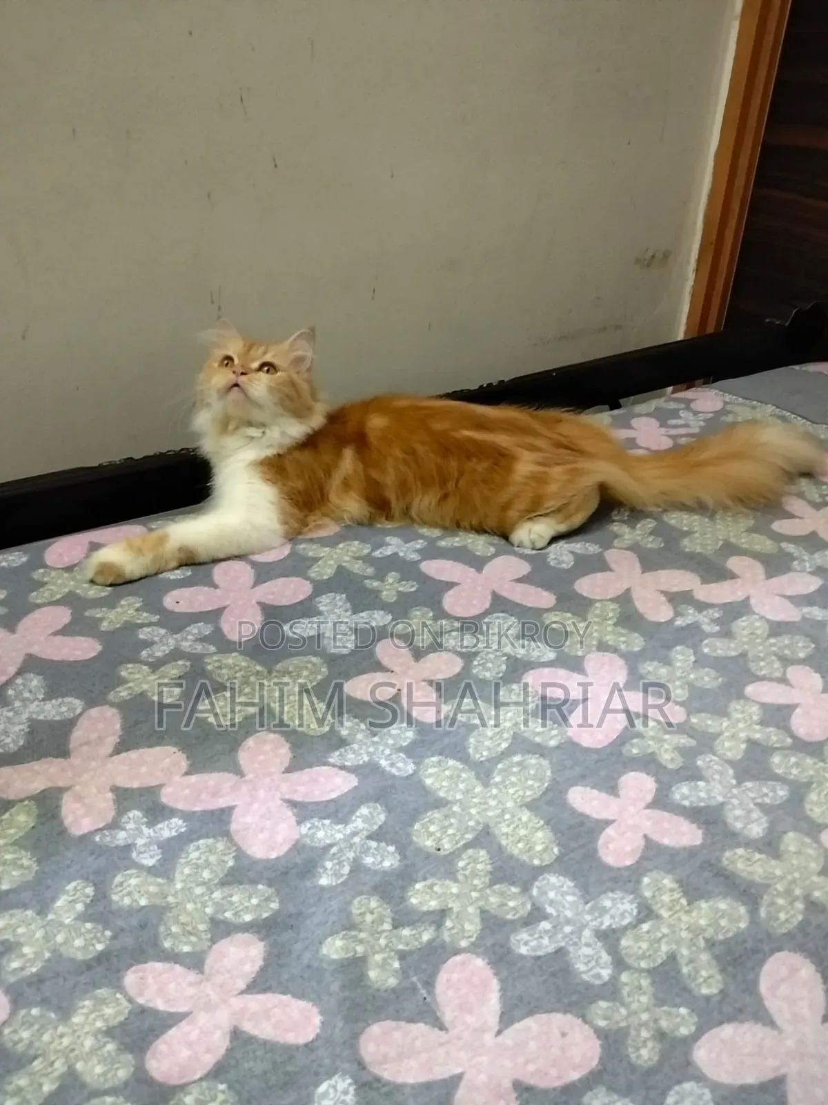 1+ Year Female Purebred Persian