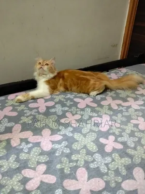 1+ Year Female Purebred Persian