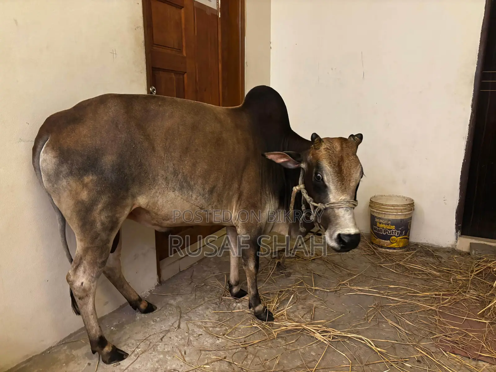 Local Cow for Sale