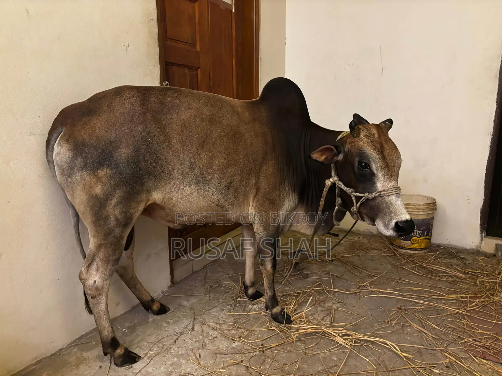 Local Cow for Sale