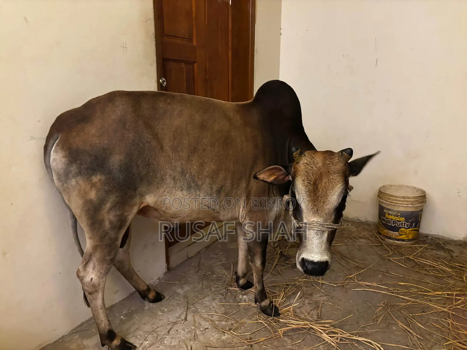 Local Cow for Sale