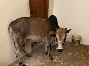 Local Cow for Sale