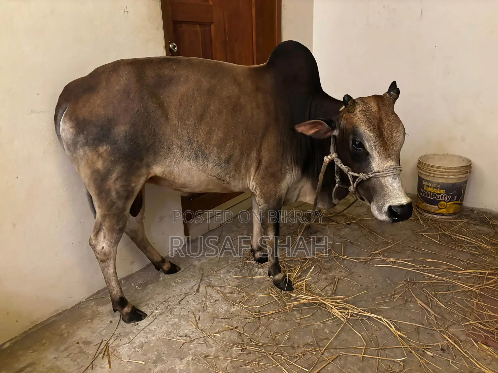 Local Cow for Sale