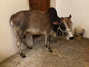 Local Cow for Sale