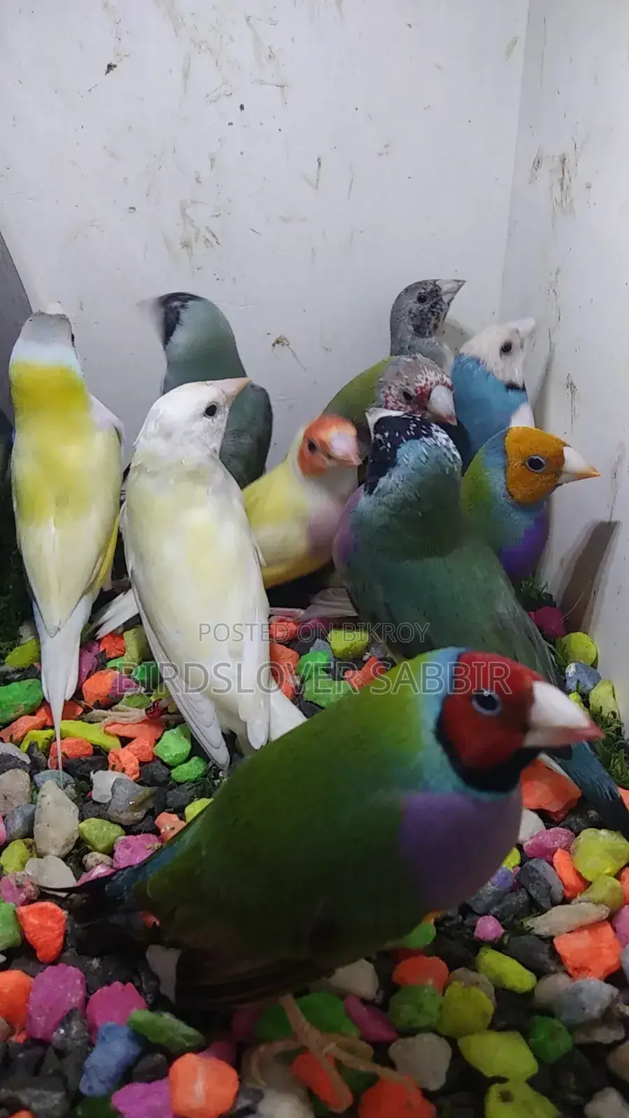 5 Pairs of Gouldian Finch Birds
