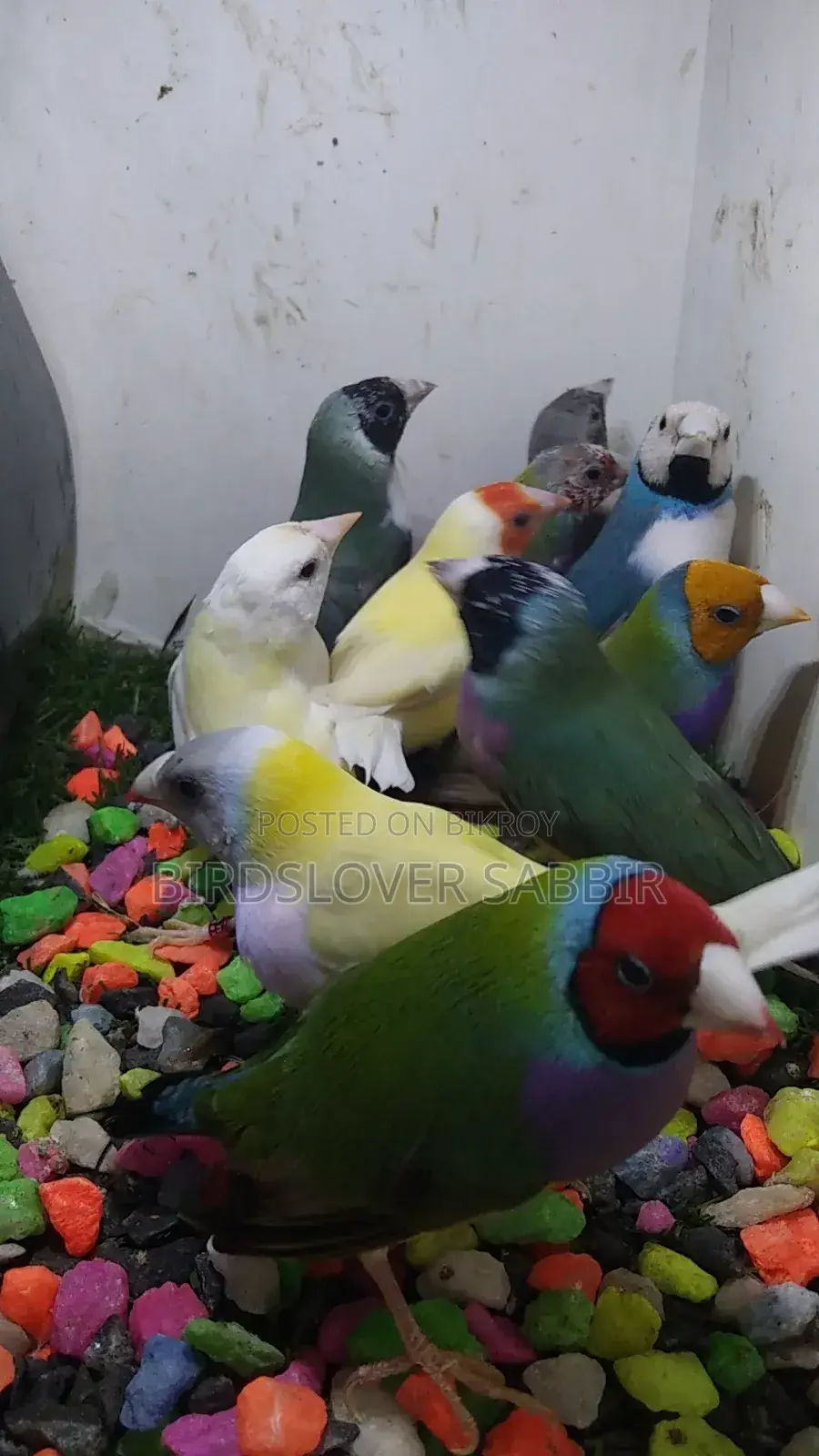 5 Pairs of Gouldian Finch Birds