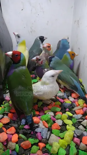 5 Pairs of Gouldian Finch Birds