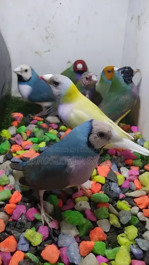 5 Pairs of Gouldian Finch Birds