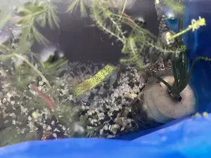 নতুন প্রাপ্তবয়স্ক চিংড়ি