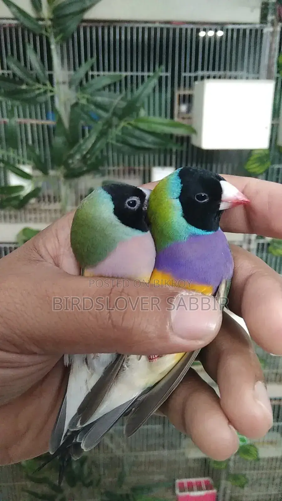 5 Pairs of Gouldian Finch Birds