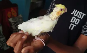 ককাটেল টেম সাইজ বেবি